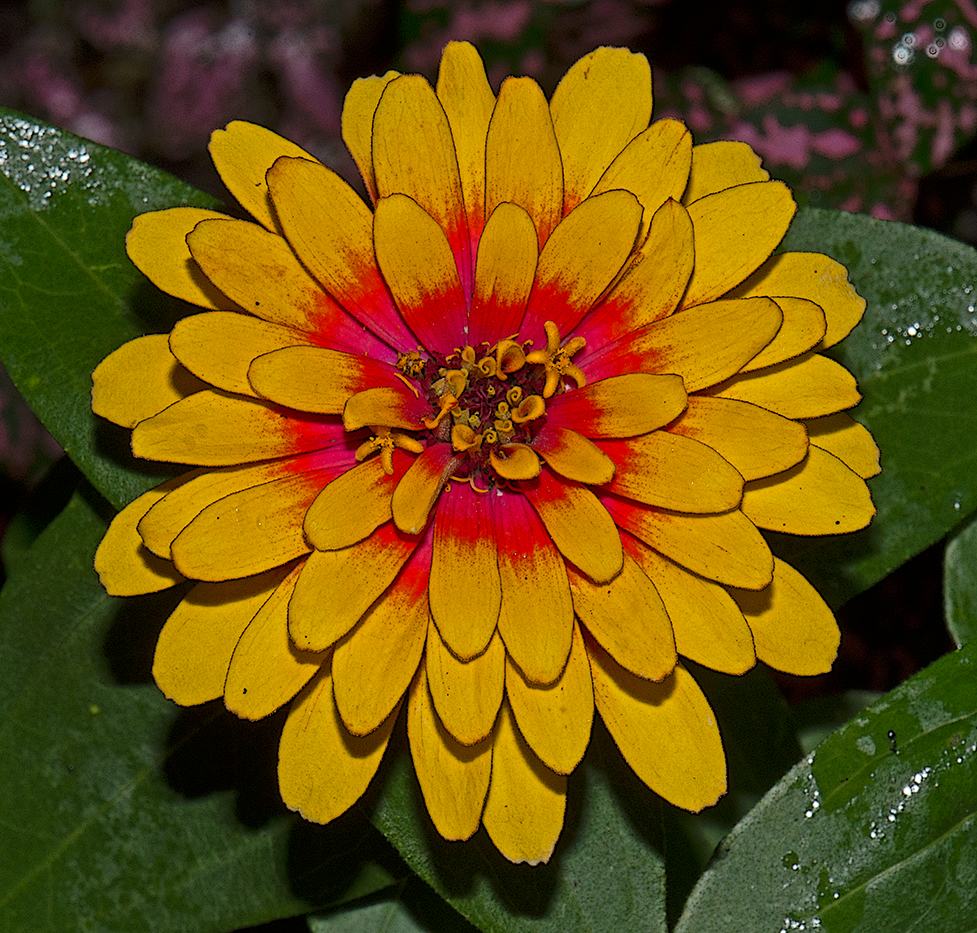 orange dahlia