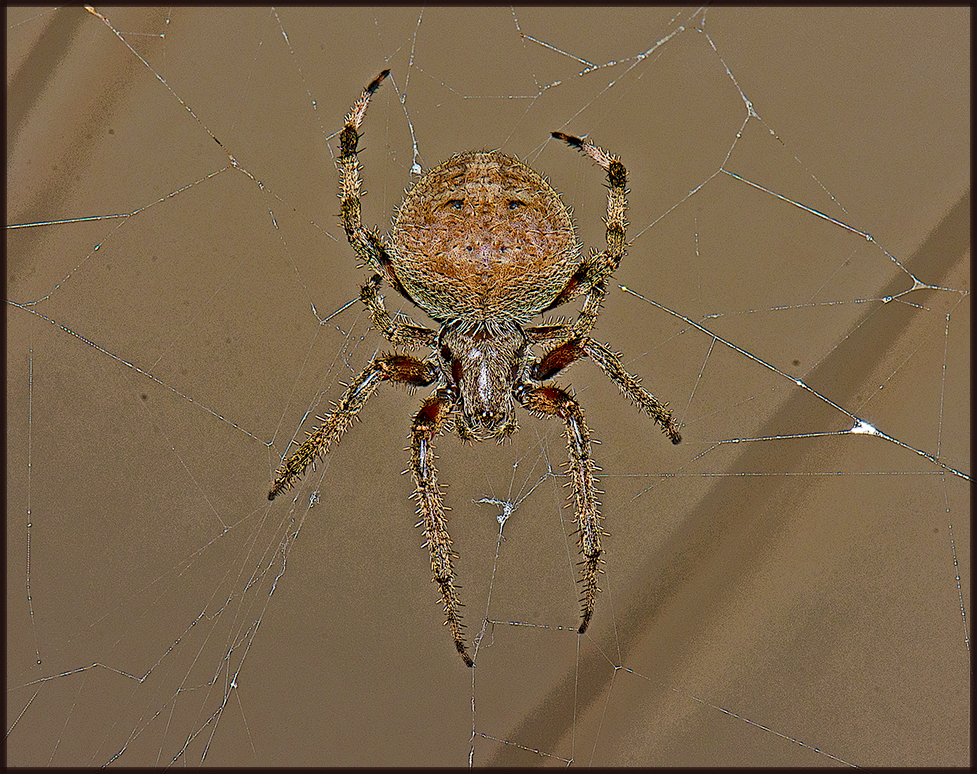 orb weaver spider