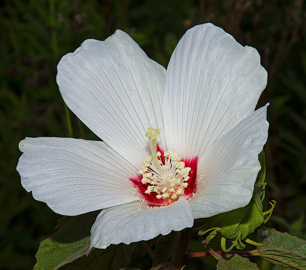 rose mallow