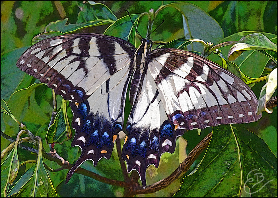 Tiger Swallowtail