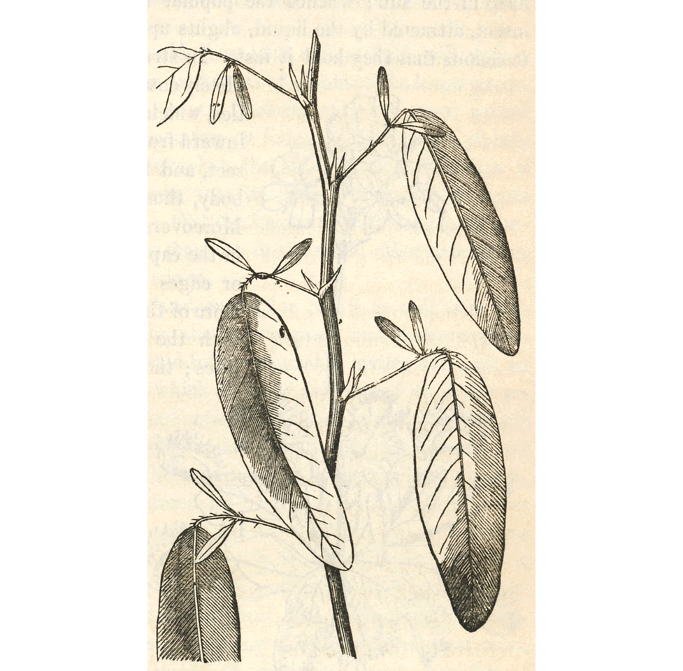 leaves