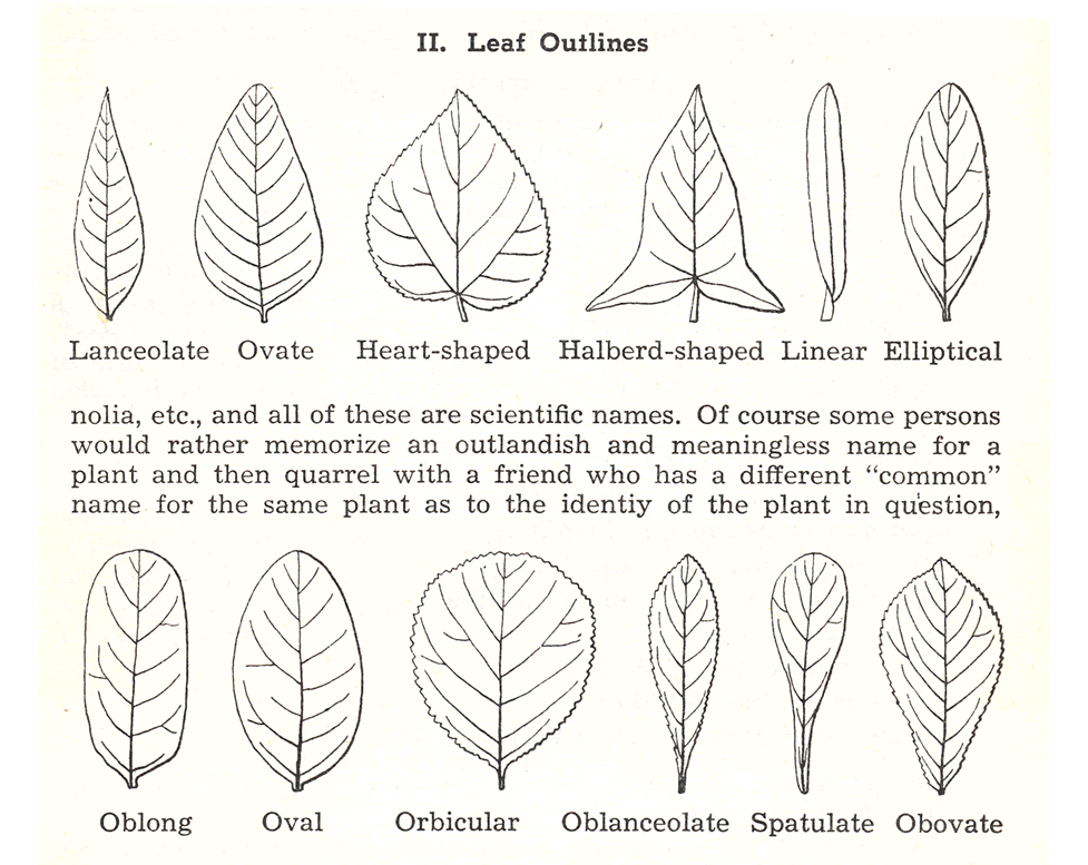 Nebraska Trees