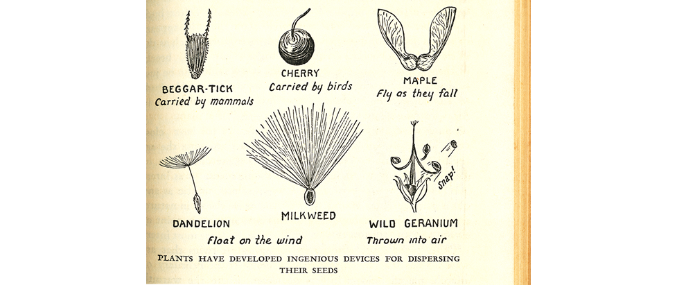 seeds