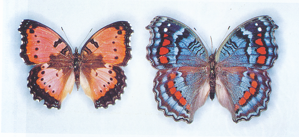 butterfly patterns