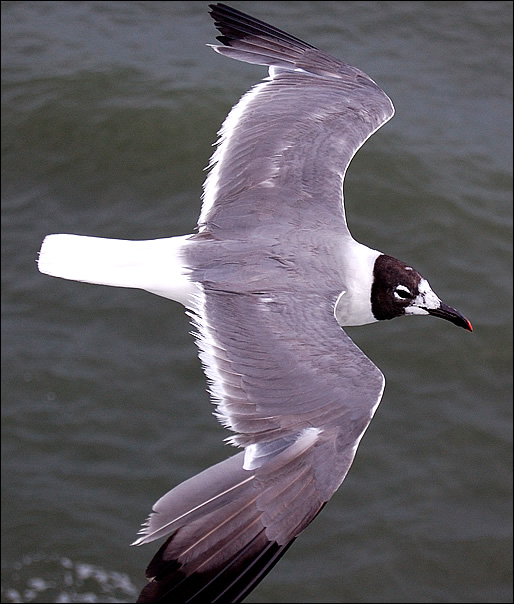 flying gull