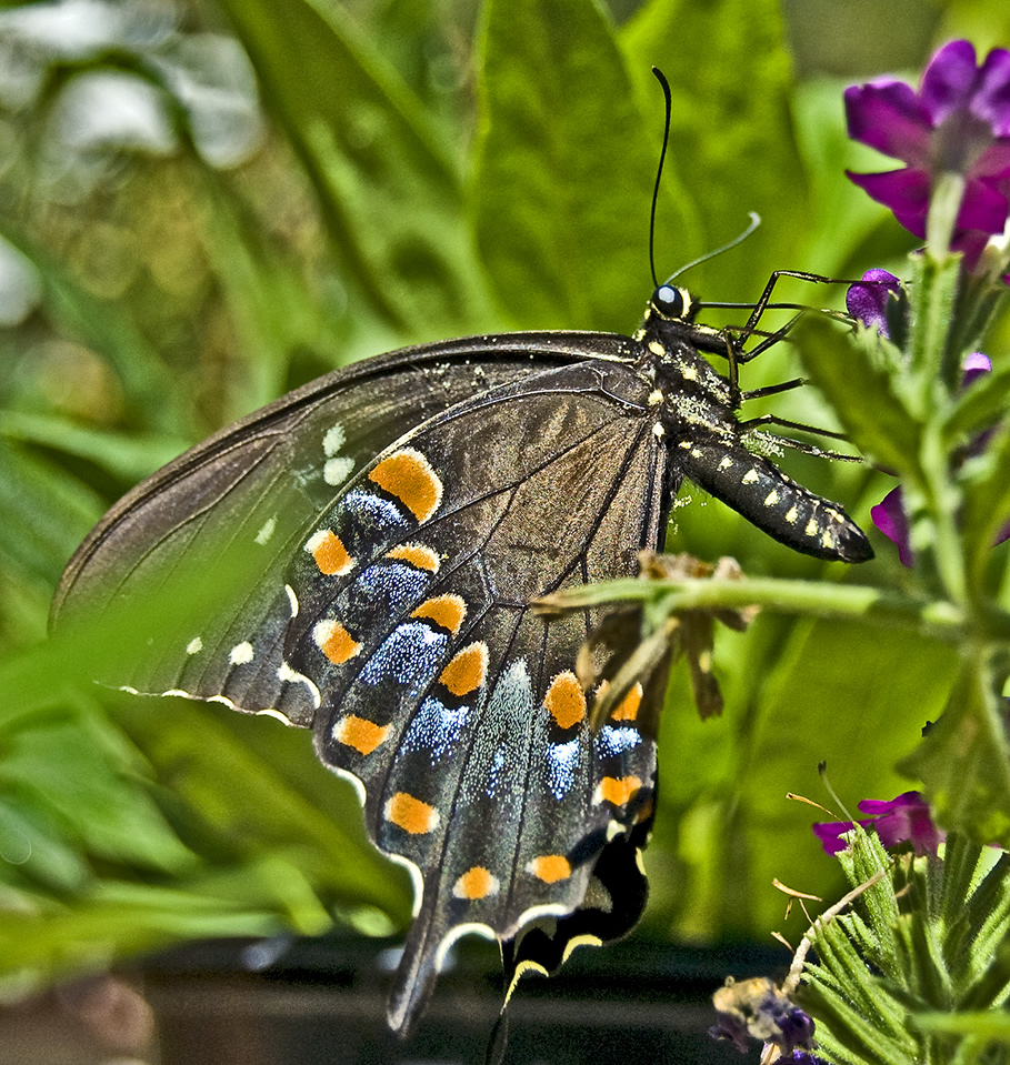 Black Swallowtail