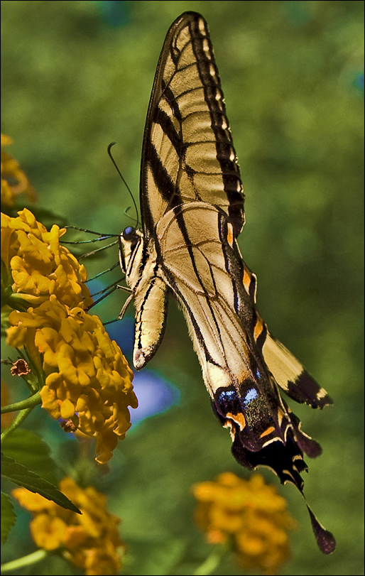 butterfly from the side