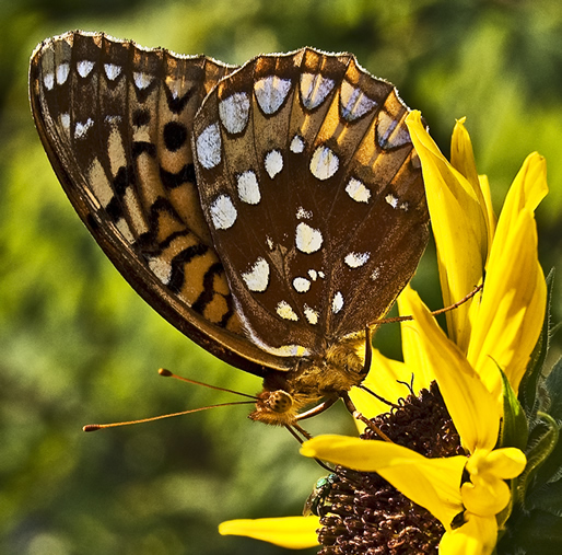 fritillary on sunflower