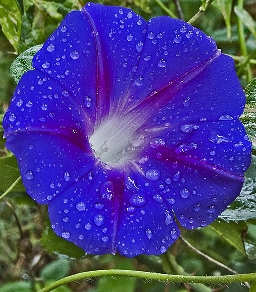 morning glory