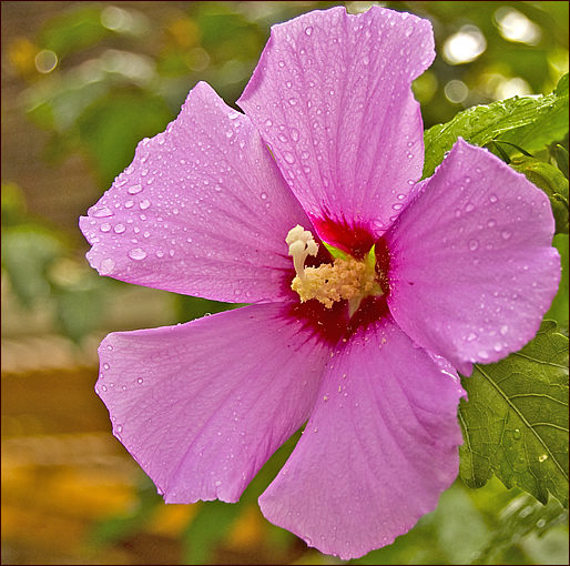 Rose of Sharon