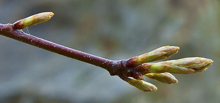 water oak bud