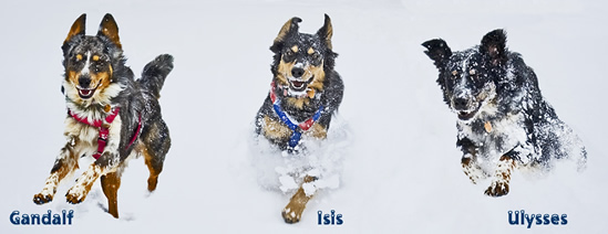 3 pups in the snow