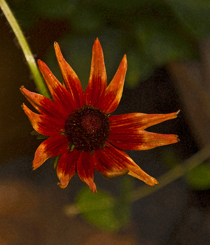 Autumn Colors cultivar