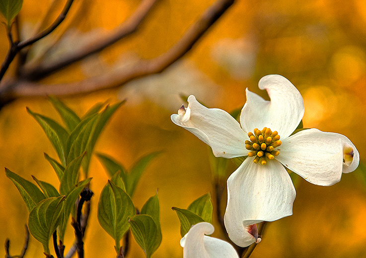 dogwood flower in back meadow