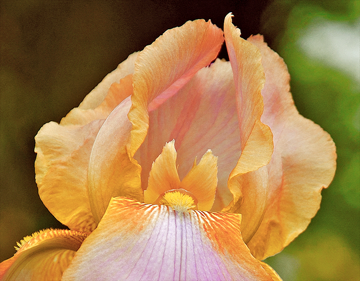 yellow iris at 3 Dog Acres on 8 May 2014