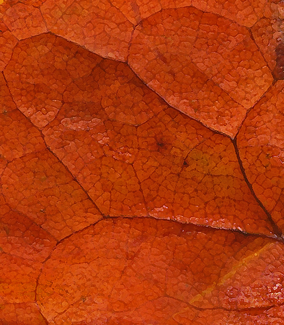 a tulip poplar leaf