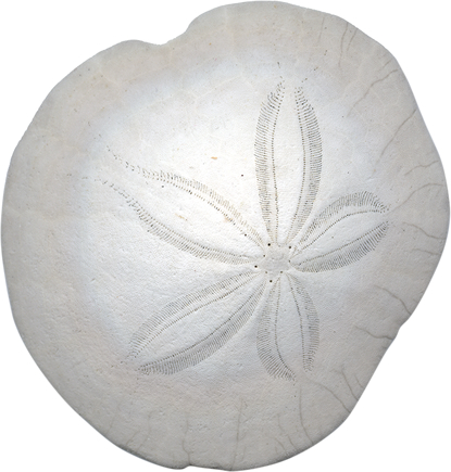 sand dollar