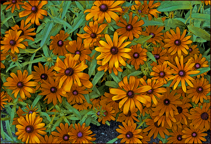 field of susans