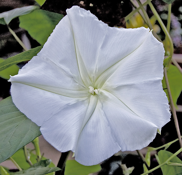 moonflower