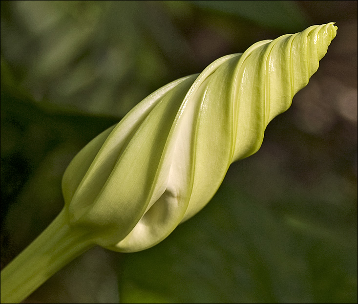 moon flower twisty