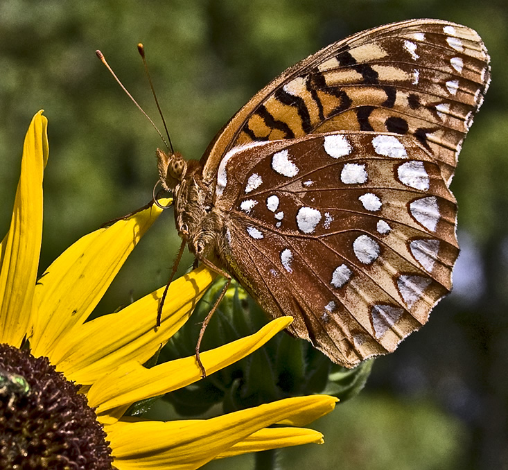 fritillary