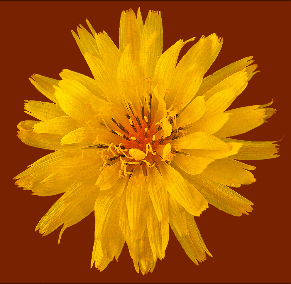 Prairie Dandelion cutout