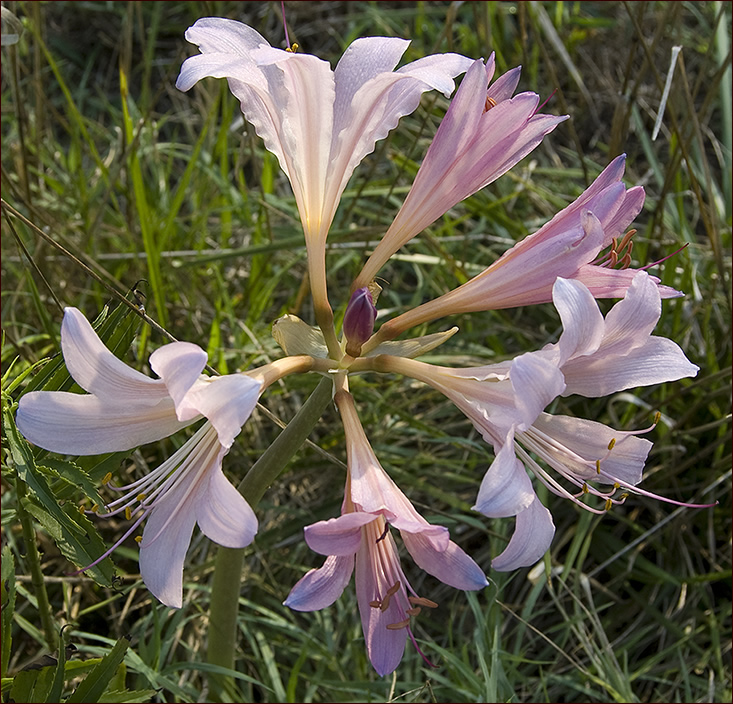 resurrection lily