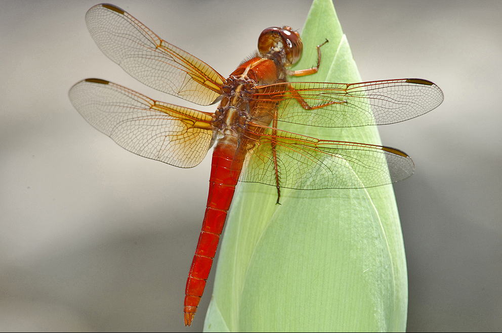 Neon Skimmer