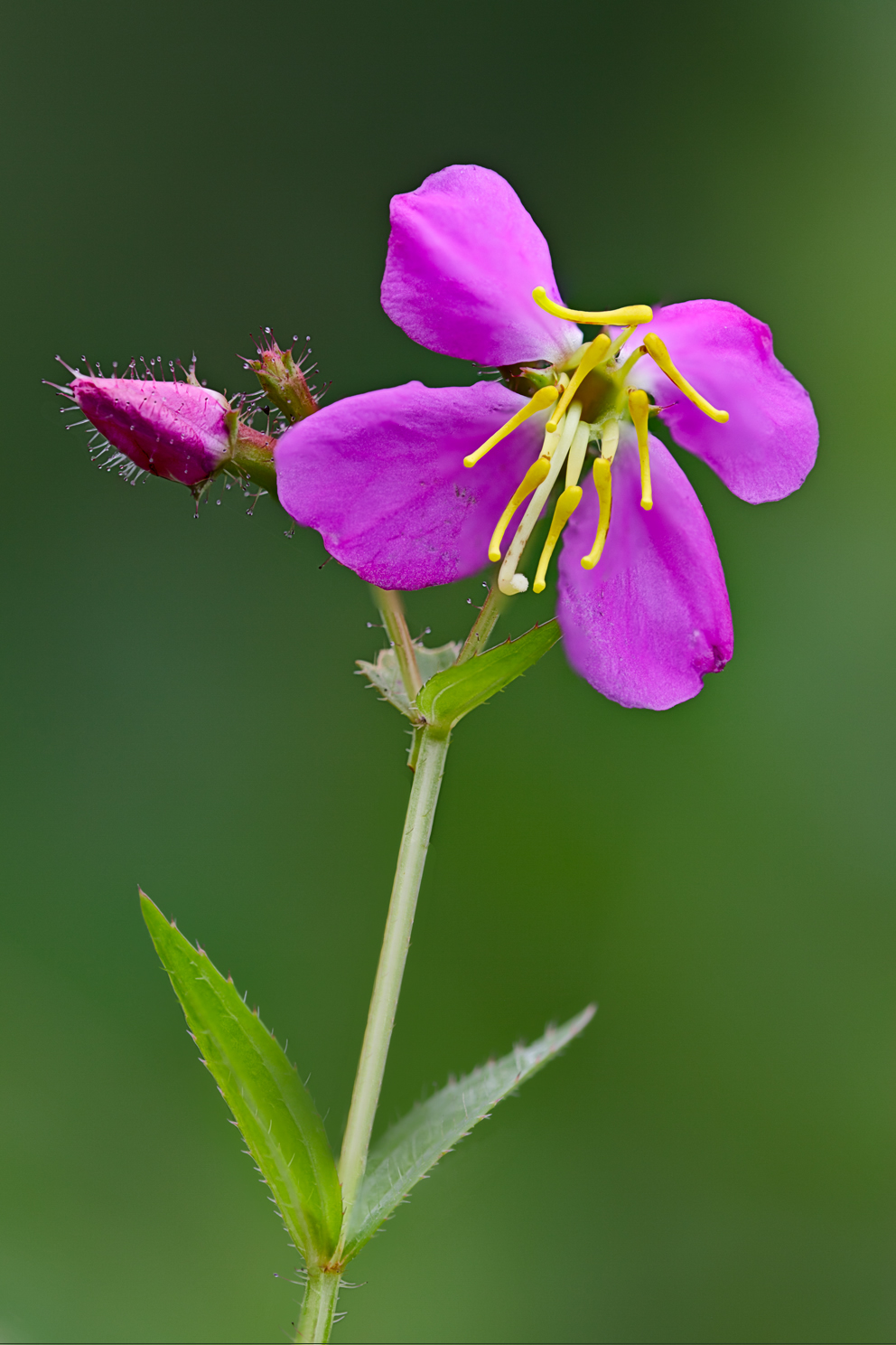 meadow beauty