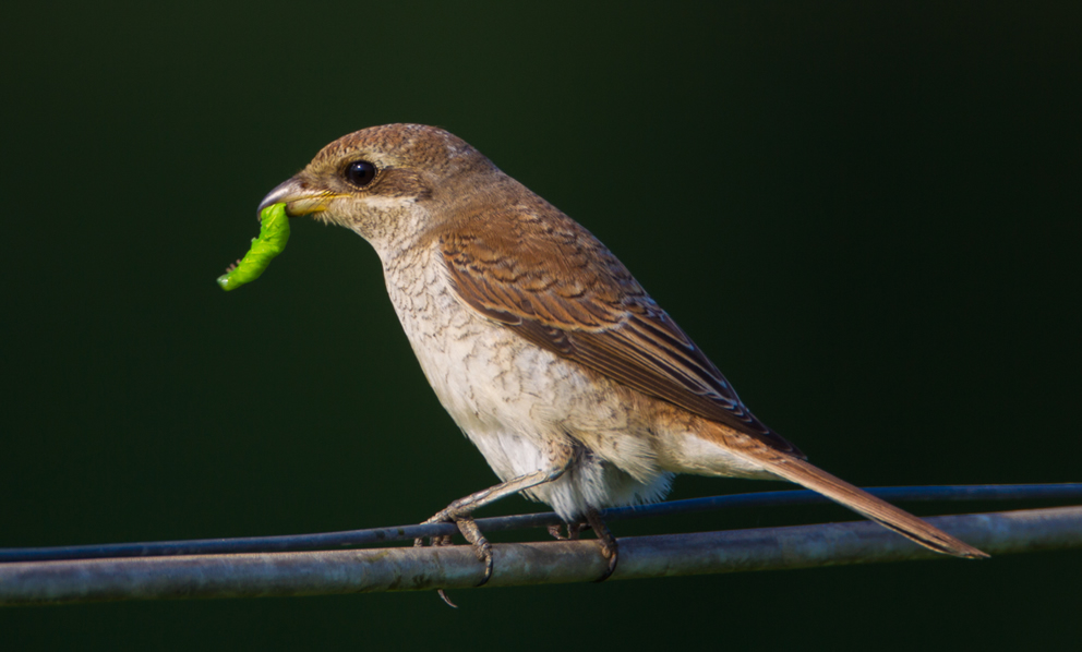 shrike profile