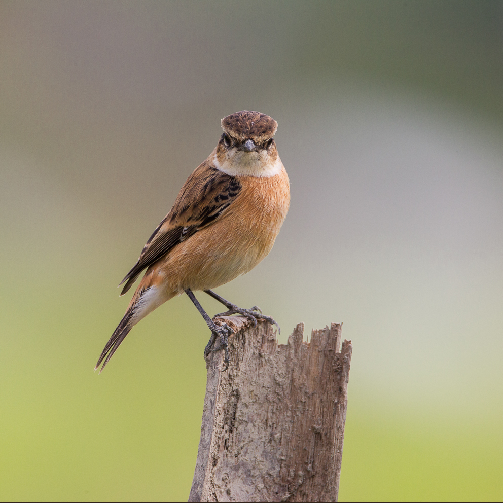 Stejneger Stonechat a