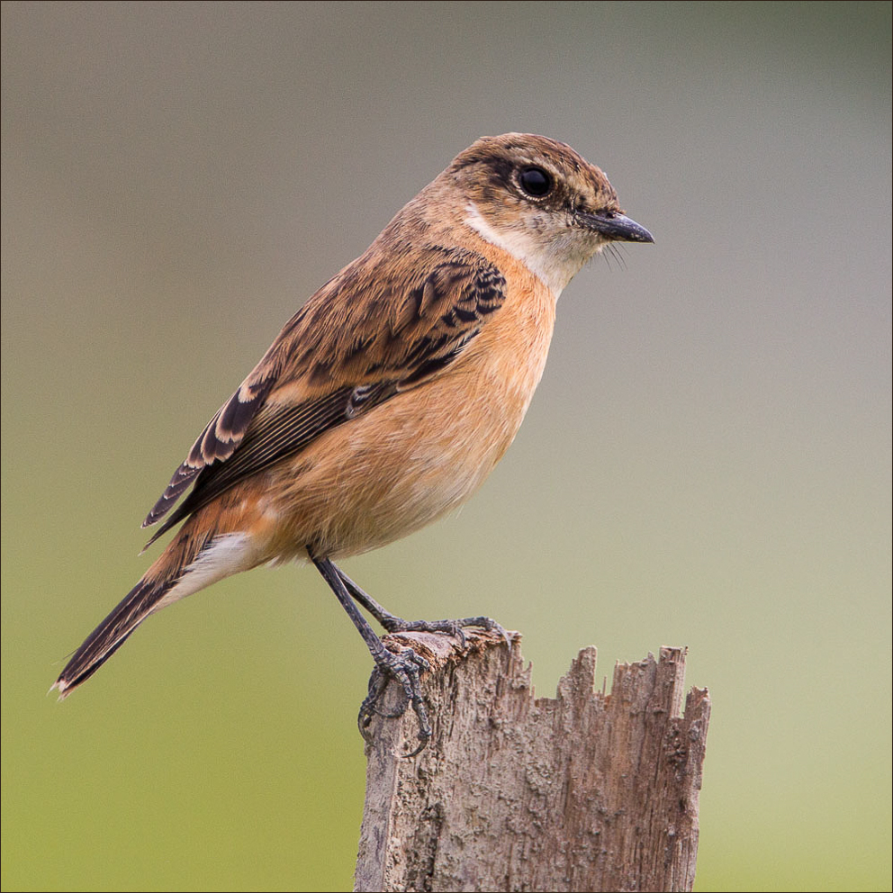 stonechat strikes a pose