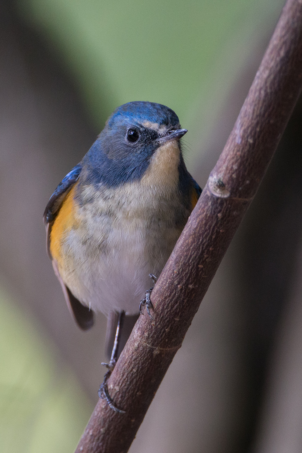 Red-flanked Bluetail (Tarsiger cyanurus) - BirdID's Bird Guide