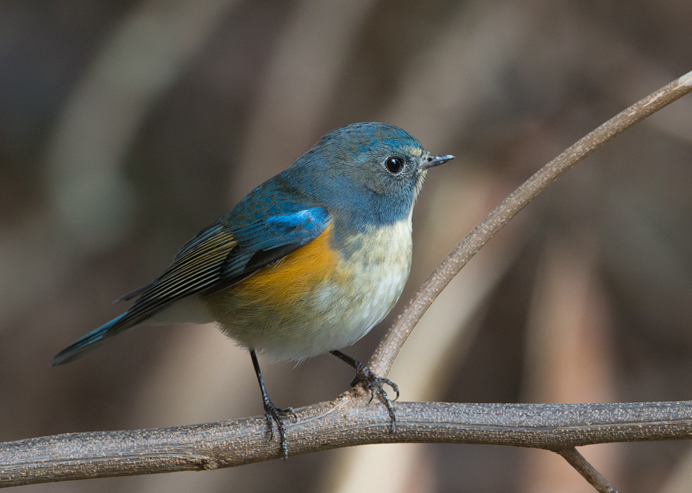 Brown and blue bird, female Red-flanked Bluetail (Tarsiger