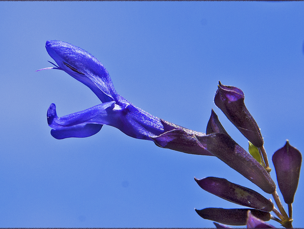 black and blue sage unadorned