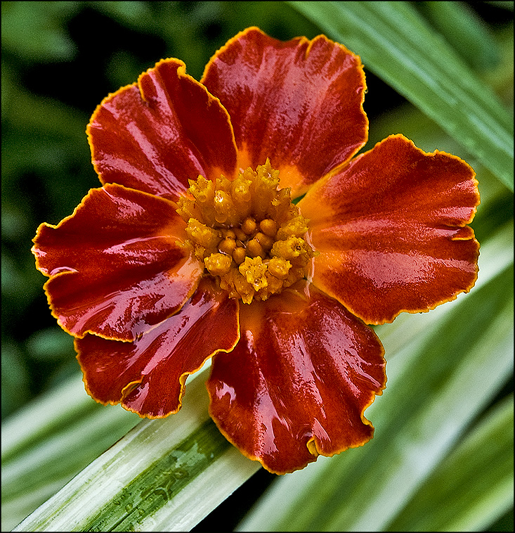 marigold