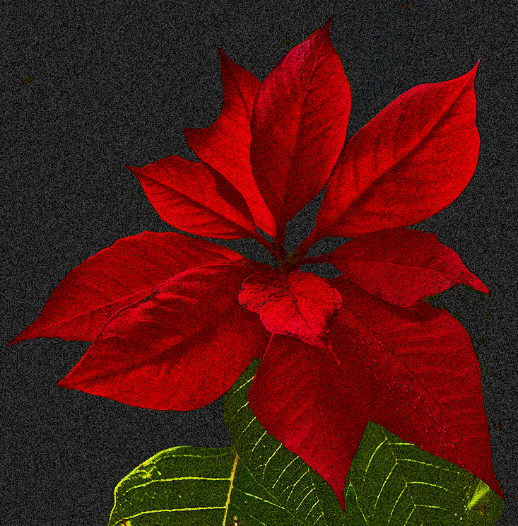 poinsetta2