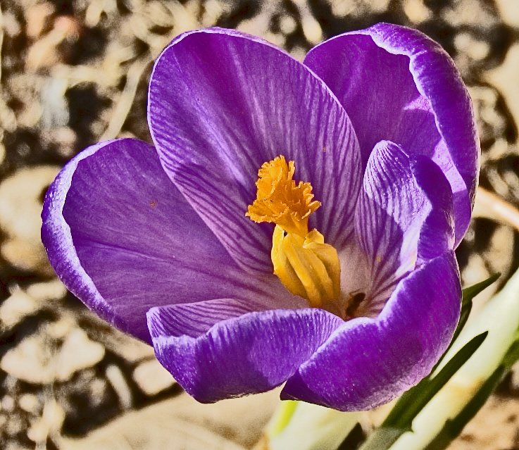 crocus