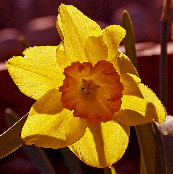daffodil