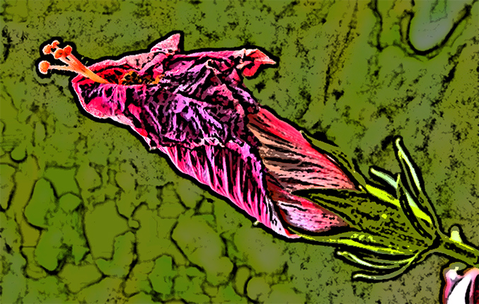 dying bud