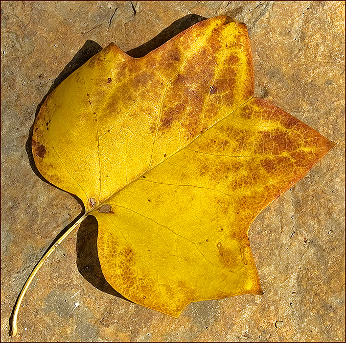 tulip poplar leaf