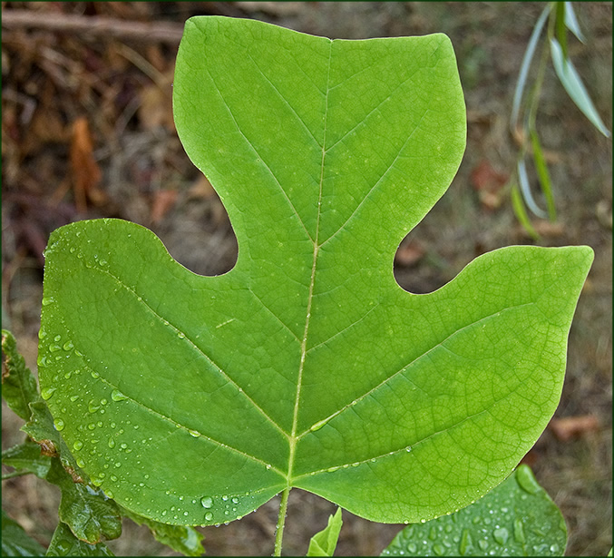 tulip poplar leaf