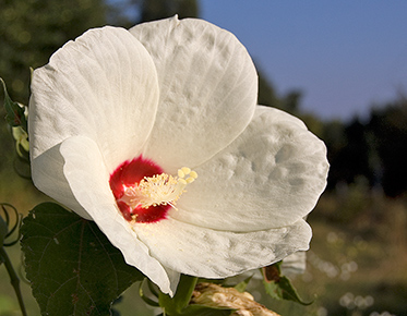 rose mallow