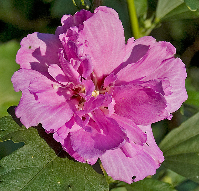 rose of Sharon