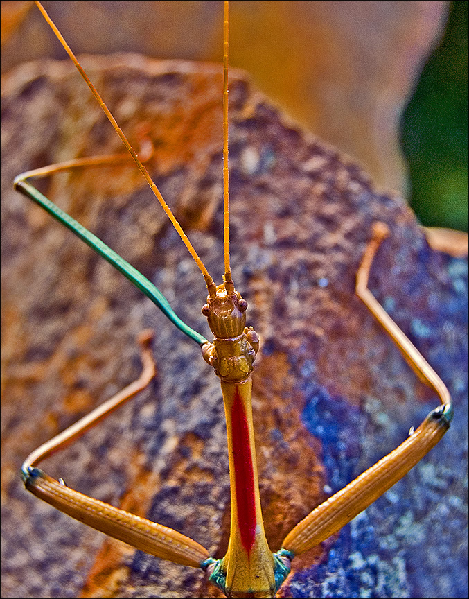 walking stick