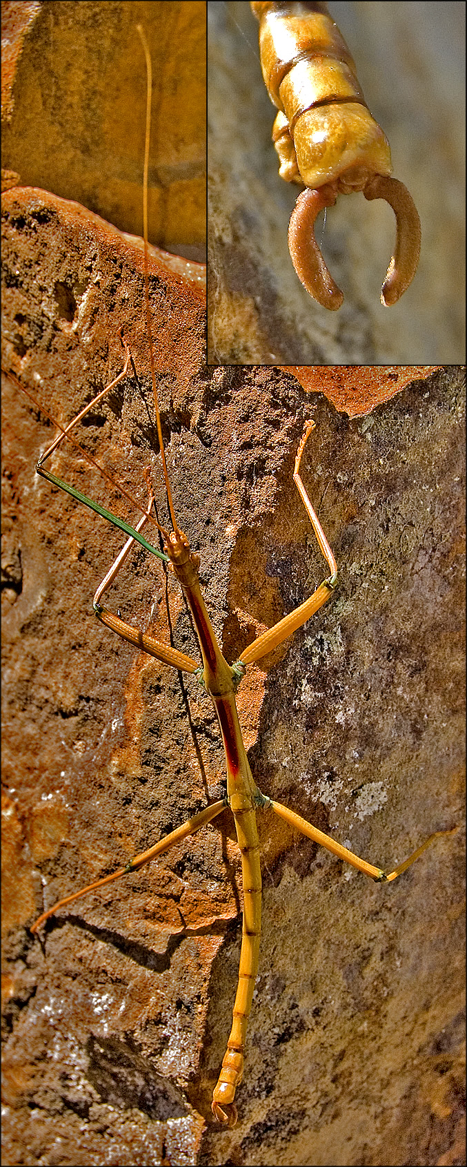 walking stick