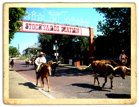 cattle drive