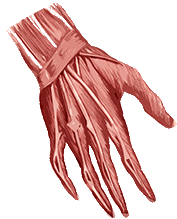 a hand