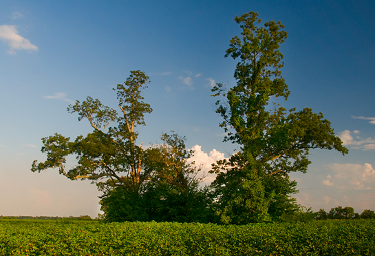 two trees