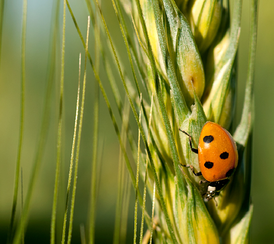 Photo of the Week: Star Daze and Lady Bug